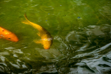Water lake with multicolored fish  5