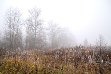 Fototapeta na wymiar Dry frost-covered grass in autumn meadow with trees silhouetted in heavy fog in cold morning