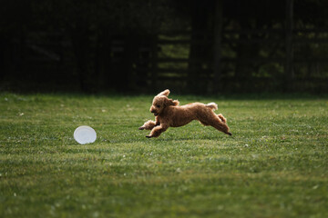 Miniature toy poodle of red peach color runs fast and tries to catch white plastic flying disc...
