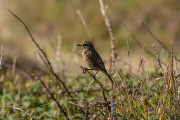 Pequeño pájaro descansando sobre una rama