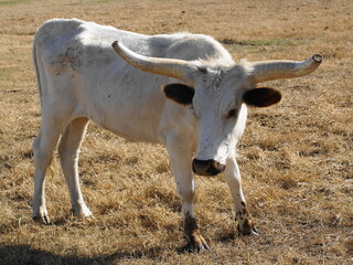 Longhorn cow 03