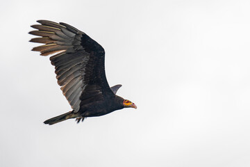 A colorful condor flying over the Amazon rainforest (Lesser Yellow-headed Vulture)