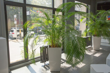 Vases in a row . Green plant pot next the window in the morning . Decorative Areca palm . Indoor flower pots plants, large .