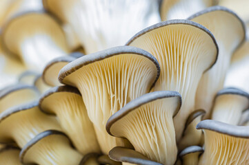 Growing mushrooms macro. Mycelium close-up. Edible mushrooms texture. A bunch of mushrooms is growing. Oyster mushroom pattern. Meat substitute vegetarian eco food. 