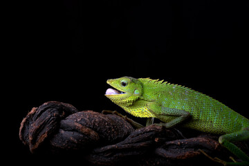 Maned forest lizard in black background	