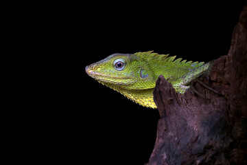 Maned forest lizard in black background	