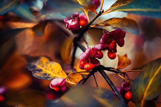 Close up view of beresklet autumn berries