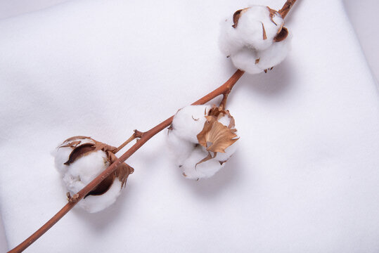 White cotton fabric with cotton flower branch on wooden background