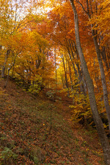 Fototapeta premium autumn in the forest