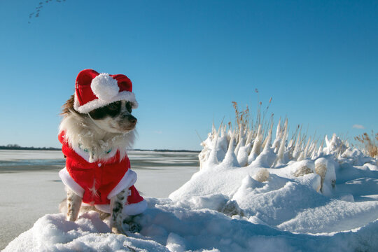 Chihuahua mit Weihnachtskostüm im Winter mit Schnee und Eis Insel Rügen