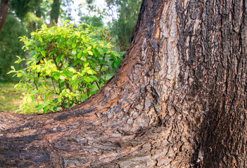 A group of trees born and raised in a natural environment.