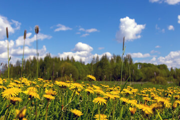 Field of dandelions,blue sky and sun
