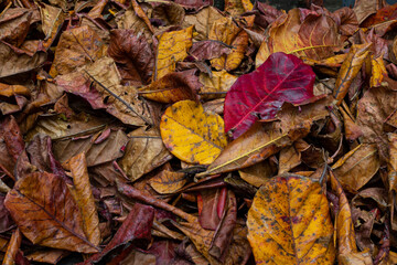 autumn leaves on the ground