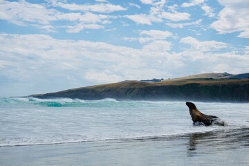 News Zealand, Dunedin