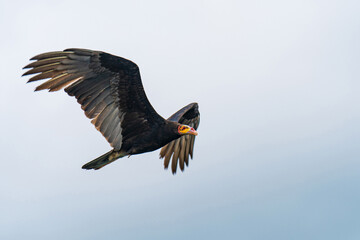 A colorful condor flying over the Amazon rainforest (Lesser Yellow-headed Vulture)