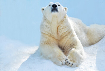 portrait of a polar bear
