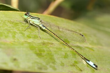 blue damselfly Ischnura with dew