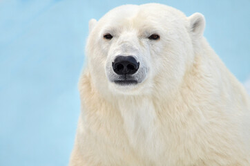 Obraz na płótnie Canvas portrait of a polar bear