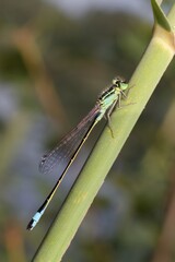 blue damselfly Ischnura on a grass stem 