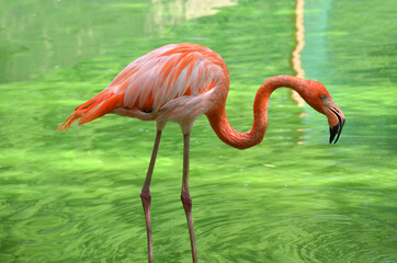 red flamingos in the water