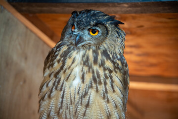 great horned owl