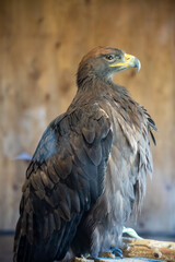 red tailed hawk