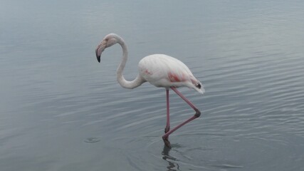 The flamingo observes the sea level with one leg bent