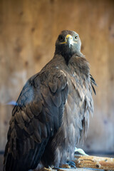 red tailed hawk