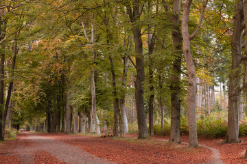 Forest avenue with beech trees in autumn