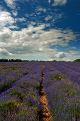 Fototapeta premium Lavender Field Summer Flowers Cotswolds Worcestershire England