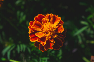 marigold orange flower in the garden