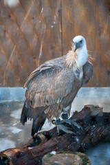 white tailed eagle