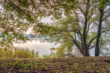 Trees, reeds and other wild plants on the edge of a Dutch lake. It is autumn and the morning mist is still visible above the water.
