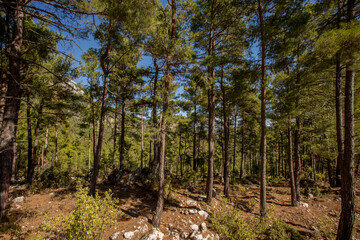 Jeep trip in the mountains of Turkey along the Lycian trail. Magnificent views from the height. Pine forest and rocks. Sea view from the top.