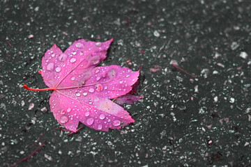 foglia pioggia viola 