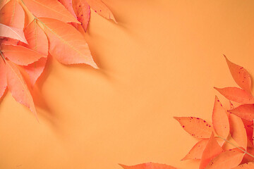 autumn leaves background