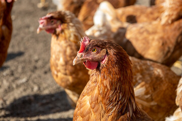 Red laying hens on the street