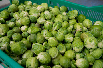 Brukselka przygotowania do sprzedaży na targu / Brussels sprouts preparing for sale at a market - obrazy, fototapety, plakaty
