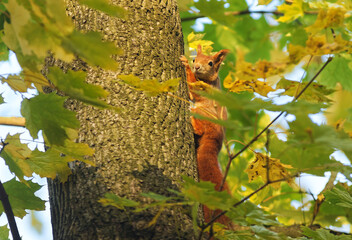 Red squirrel, sciurus vulgaris climbing on the tree in the woods.