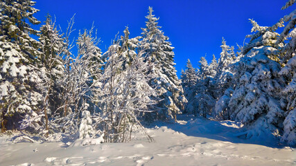 Mountainous forest covered with snow during Winter time in Czech.