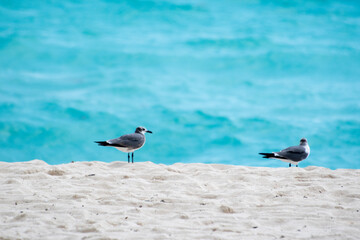 Fototapeta premium Caribbean Sea seen from Cancun 4