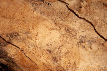 wood background. tree without bark