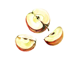 Watercolor sliced apple isolated on white background.