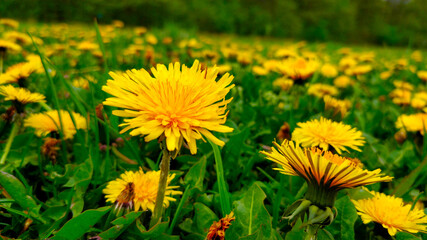 Detail view on dandelion with many dandelions in behind.