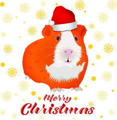 Christmas smiling guinea pig in Santa's hat