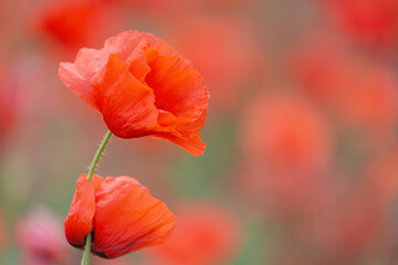Two poppies on the field