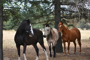 caballo tres colores marrón, negro y blanco