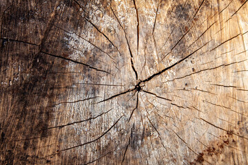 background sawn cracked tree in warm tones of brown