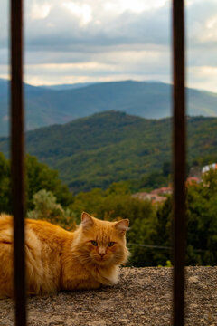 Gatto attraverso un cancello, Tonara, provincia di Nuoro, Sardegna