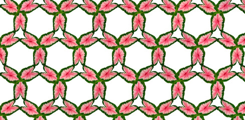 Fototapeta premium Taro plant pattern red in the middle of the leaf